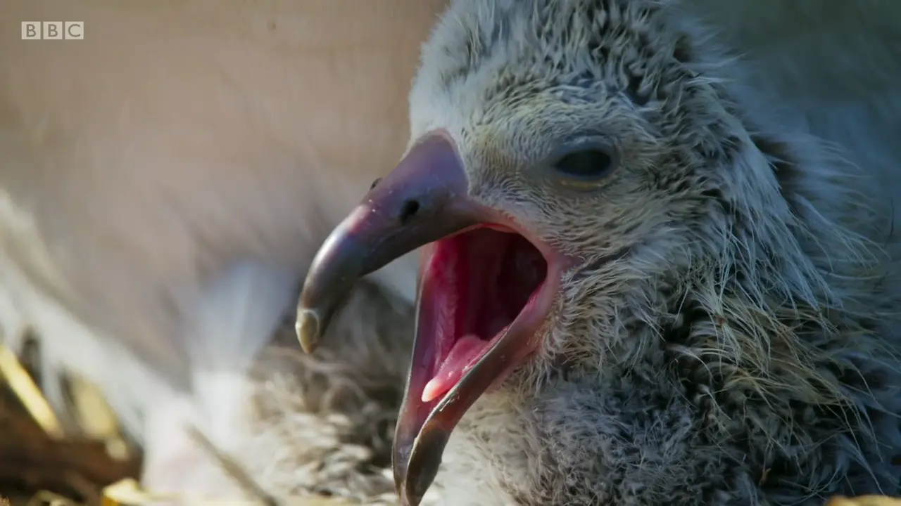 Laysan albatross (Phoebastria immutabilis) as shown in The Mating Game - Against All Odds